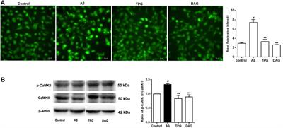 Tortoise Plastron and Deer Antler Gelatin Prevents Against Neuronal Mitochondrial Dysfunction In Vitro: Implication for a Potential Therapy of Alzheimer’s Disease